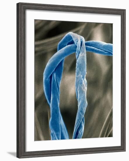 Cotton Fibers-Jim Zuckerman-Framed Photographic Print