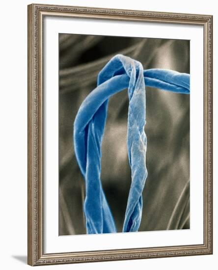 Cotton Fibers-Jim Zuckerman-Framed Photographic Print