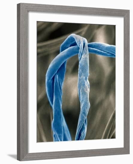 Cotton Fibers-Jim Zuckerman-Framed Photographic Print