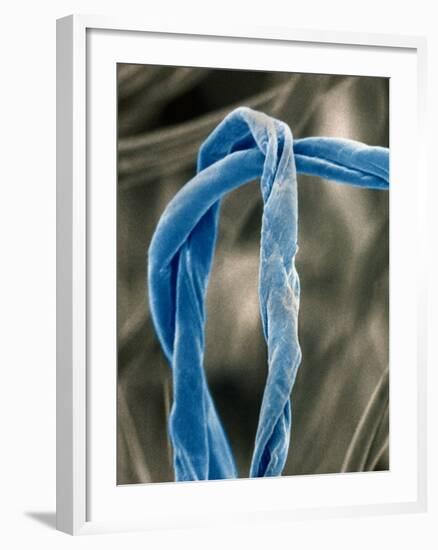 Cotton Fibers-Jim Zuckerman-Framed Photographic Print