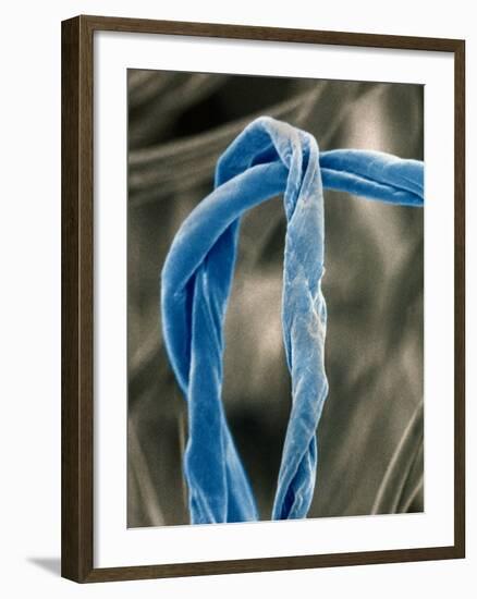 Cotton Fibers-Jim Zuckerman-Framed Photographic Print