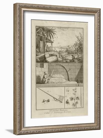 Cotton Field in America; Threshing with a Bow; Cotton Plant (Title), 1762-Denis Diderot-Framed Giclee Print