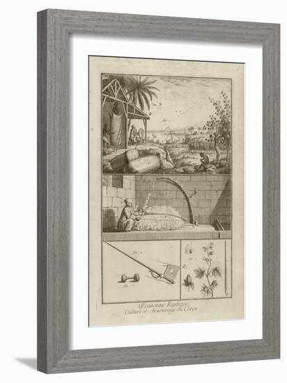 Cotton Field in America; Threshing with a Bow; Cotton Plant (Title), 1762-Denis Diderot-Framed Giclee Print