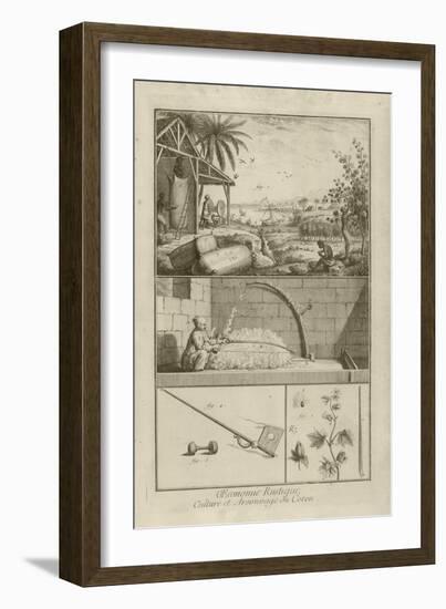 Cotton Field in America; Threshing with a Bow; Cotton Plant (Title), 1762-Denis Diderot-Framed Giclee Print