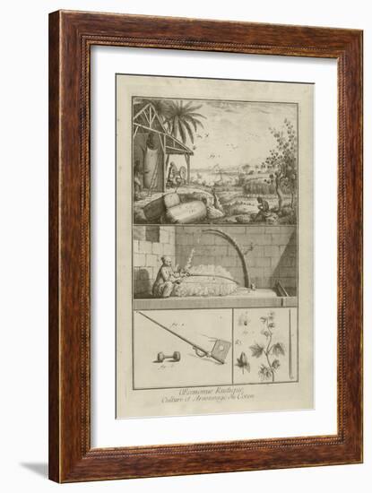 Cotton Field in America; Threshing with a Bow; Cotton Plant (Title), 1762-Denis Diderot-Framed Giclee Print