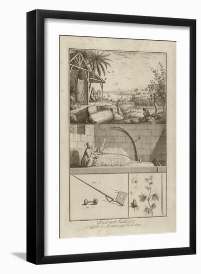 Cotton Field in America; Threshing with a Bow; Cotton Plant (Title), 1762-Denis Diderot-Framed Giclee Print