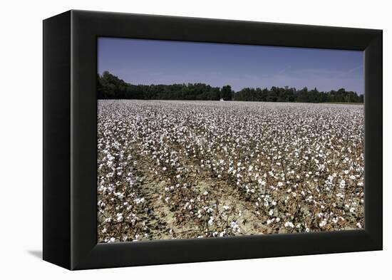 Cotton Fields in Alabama, United States of America, North America-John Woodworth-Framed Premier Image Canvas