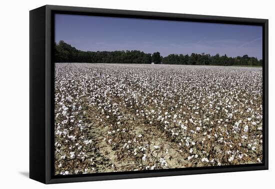 Cotton Fields in Alabama, United States of America, North America-John Woodworth-Framed Premier Image Canvas