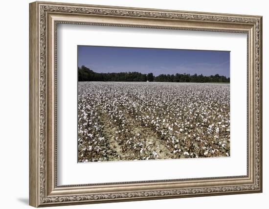 Cotton Fields in Alabama, United States of America, North America-John Woodworth-Framed Photographic Print