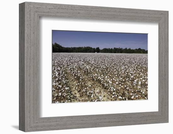 Cotton Fields in Alabama, United States of America, North America-John Woodworth-Framed Photographic Print