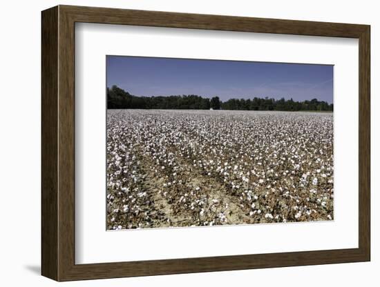 Cotton Fields in Alabama, United States of America, North America-John Woodworth-Framed Photographic Print