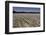 Cotton Fields in Alabama, United States of America, North America-John Woodworth-Framed Photographic Print