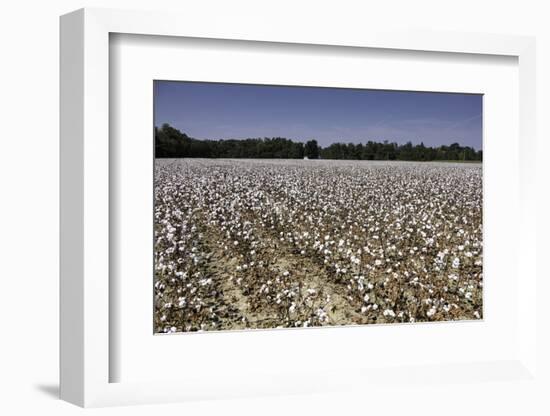 Cotton Fields in Alabama, United States of America, North America-John Woodworth-Framed Photographic Print