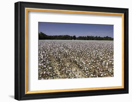 Cotton Fields in Alabama, United States of America, North America-John Woodworth-Framed Photographic Print