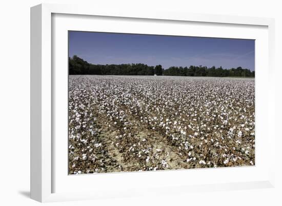 Cotton Fields in Alabama, United States of America, North America-John Woodworth-Framed Photographic Print