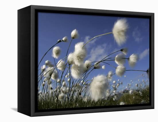 Cotton Grass, Blowing in Wind Against Blue Sky, Norway-Pete Cairns-Framed Premier Image Canvas