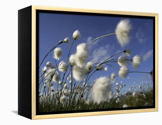 Cotton Grass, Blowing in Wind Against Blue Sky, Norway-Pete Cairns-Framed Premier Image Canvas