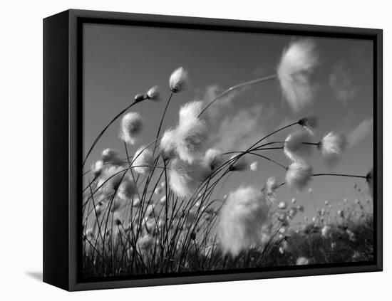 Cotton Grass, Blowing in Wind Against Blue Sky, Norway-Pete Cairns-Framed Premier Image Canvas