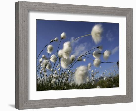 Cotton Grass, Blowing in Wind Against Blue Sky, Norway-Pete Cairns-Framed Photographic Print