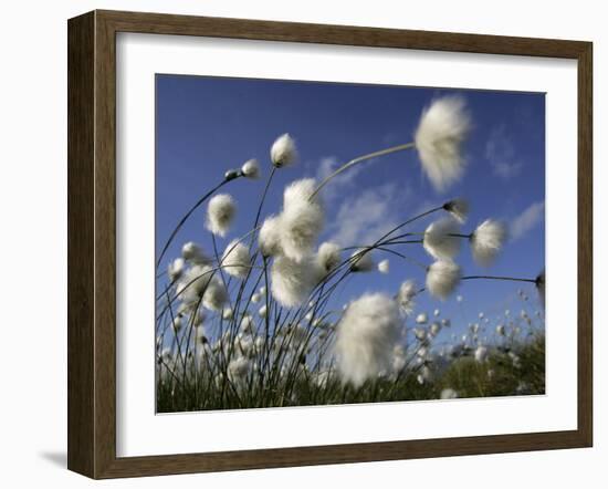 Cotton Grass, Blowing in Wind Against Blue Sky, Norway-Pete Cairns-Framed Photographic Print