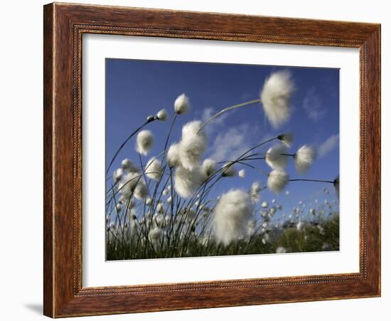 Cotton Grass, Blowing in Wind Against Blue Sky, Norway-Pete Cairns-Framed Photographic Print