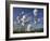 Cotton Grass, Blowing in Wind Against Blue Sky, Norway-Pete Cairns-Framed Photographic Print