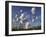 Cotton Grass, Blowing in Wind Against Blue Sky, Norway-Pete Cairns-Framed Photographic Print