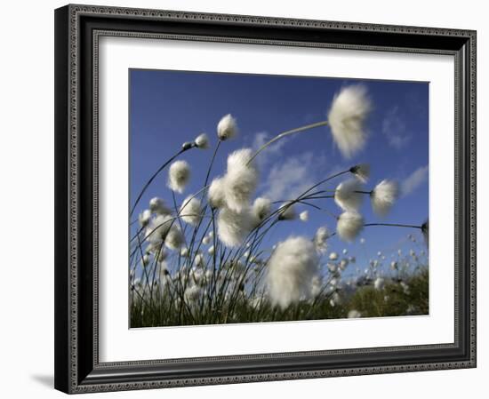 Cotton Grass, Blowing in Wind Against Blue Sky, Norway-Pete Cairns-Framed Photographic Print