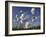 Cotton Grass, Blowing in Wind Against Blue Sky, Norway-Pete Cairns-Framed Photographic Print