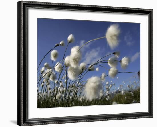 Cotton Grass, Blowing in Wind Against Blue Sky, Norway-Pete Cairns-Framed Photographic Print