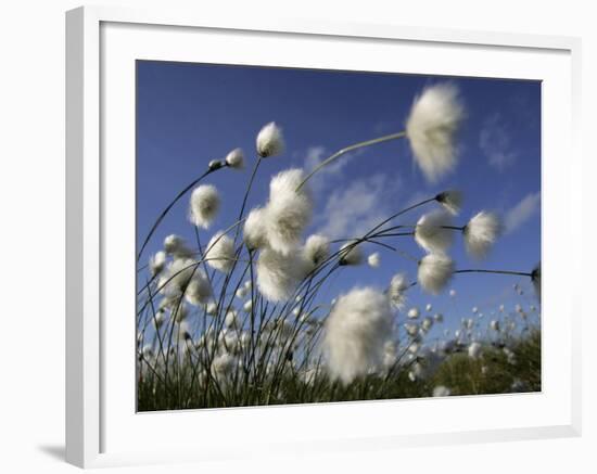 Cotton Grass, Blowing in Wind Against Blue Sky, Norway-Pete Cairns-Framed Photographic Print