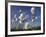 Cotton Grass, Blowing in Wind Against Blue Sky, Norway-Pete Cairns-Framed Photographic Print