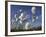 Cotton Grass, Blowing in Wind Against Blue Sky, Norway-Pete Cairns-Framed Photographic Print