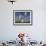 Cotton Grass, Blowing in Wind Against Blue Sky, Norway-Pete Cairns-Framed Photographic Print displayed on a wall