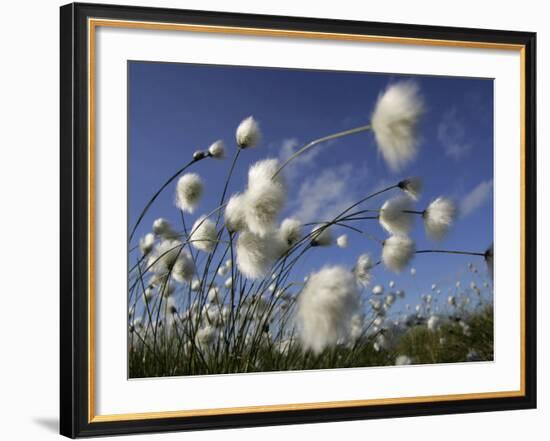 Cotton Grass, Blowing in Wind Against Blue Sky, Norway-Pete Cairns-Framed Photographic Print