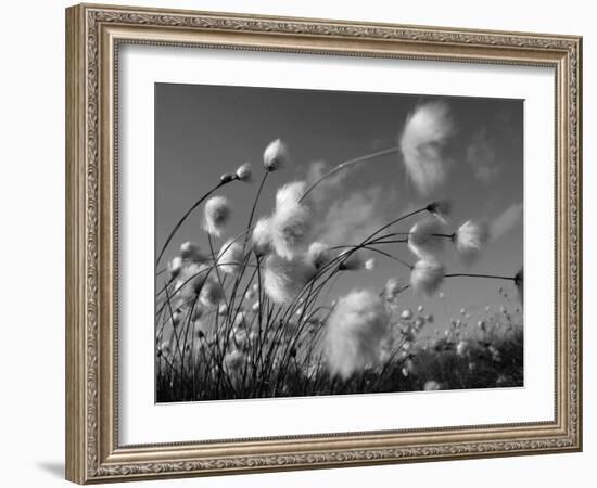 Cotton Grass, Blowing in Wind Against Blue Sky, Norway-Pete Cairns-Framed Photographic Print