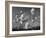 Cotton Grass, Blowing in Wind Against Blue Sky, Norway-Pete Cairns-Framed Photographic Print