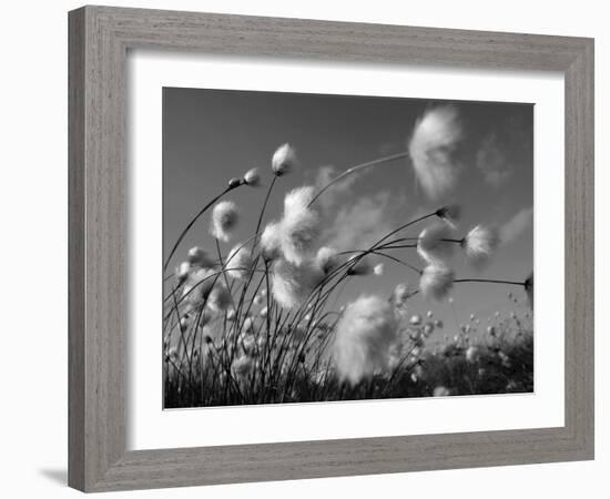 Cotton Grass, Blowing in Wind Against Blue Sky, Norway-Pete Cairns-Framed Photographic Print