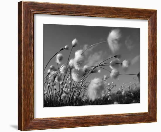 Cotton Grass, Blowing in Wind Against Blue Sky, Norway-Pete Cairns-Framed Photographic Print