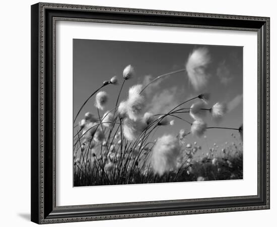 Cotton Grass, Blowing in Wind Against Blue Sky, Norway-Pete Cairns-Framed Photographic Print