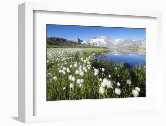 Cotton grass frames snowy peaks reflected in water, Val Dal Bugliet, Bernina Pass, Canton of Graubu-Roberto Moiola-Framed Photographic Print