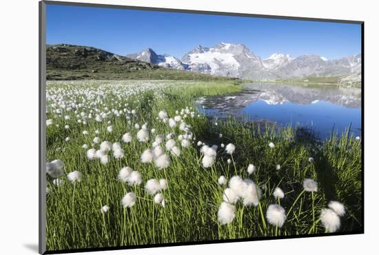 Cotton grass frames snowy peaks reflected in water, Val Dal Bugliet, Bernina Pass, Canton of Graubu-Roberto Moiola-Mounted Photographic Print