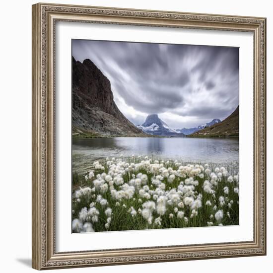 Cotton Grass on Lake Riffelsee While a Thunderstorm Hits the Matterhorn, Switzerland-Roberto Moiola-Framed Photographic Print