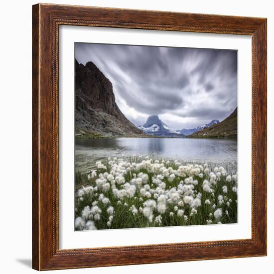 Cotton Grass on Lake Riffelsee While a Thunderstorm Hits the Matterhorn, Switzerland-Roberto Moiola-Framed Photographic Print