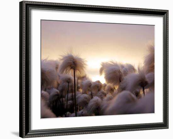 Cotton Grass Stands Tall in the Setting Sun in Kulusuk, Greenland-null-Framed Photographic Print