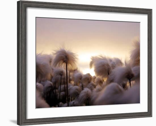 Cotton Grass Stands Tall in the Setting Sun in Kulusuk, Greenland-null-Framed Photographic Print