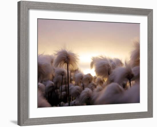 Cotton Grass Stands Tall in the Setting Sun in Kulusuk, Greenland-null-Framed Photographic Print