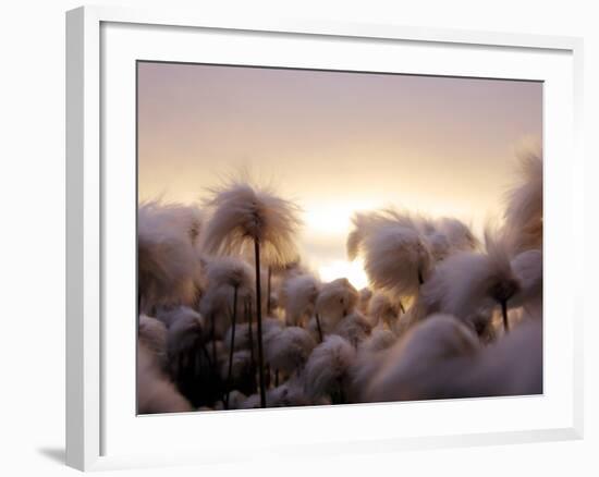 Cotton Grass Stands Tall in the Setting Sun in Kulusuk, Greenland--Framed Photographic Print