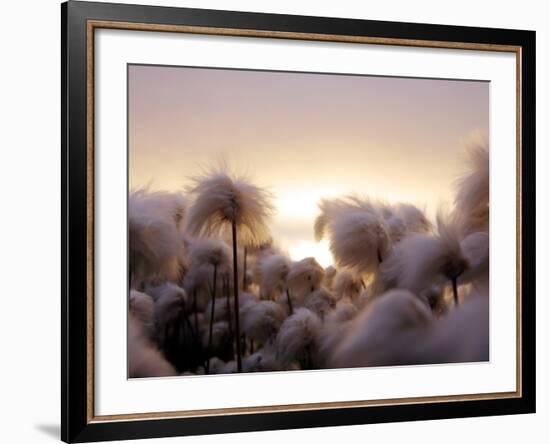 Cotton Grass Stands Tall in the Setting Sun in Kulusuk, Greenland-null-Framed Photographic Print