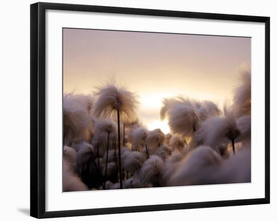 Cotton Grass Stands Tall in the Setting Sun in Kulusuk, Greenland-null-Framed Photographic Print